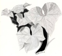 /album/galeria-de-fotos-desenhos/folhas-de-chuchu-2020-tecnica-grafiti-sobre-papel-sulfite-120mg-297-x-215-mm-jpg/